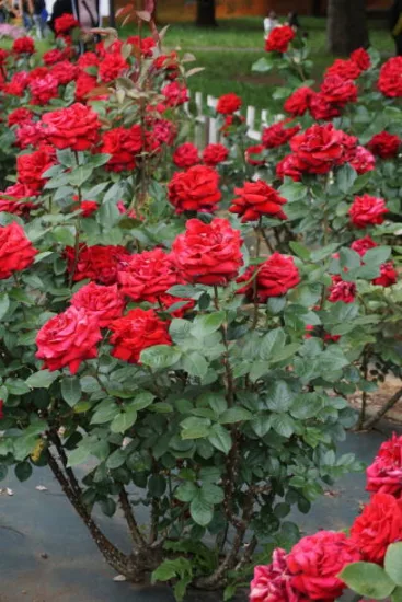 Rosier 'Eclat de rire - red folies '