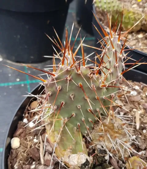 Figue de barbarie des plaines 'Pisciformis' (Opuntia rhodantha) — photo 2