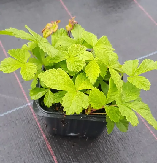 Framboisier nain arctique 'Beata' (Rubus arcticus) — jeune plant feuillu en godet plastique noir
