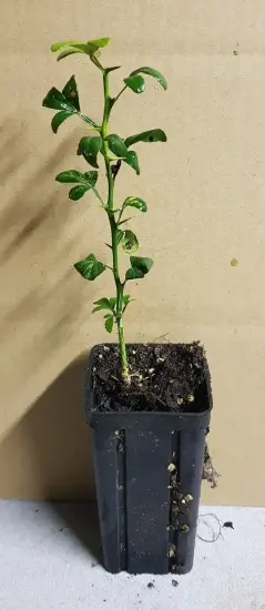 Poncirus kryder 'Kryder' (Poncirus trifoliata) — jeune plant vertical en pot plastique · Godet