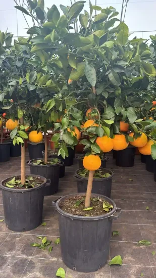 Pamplemousse 'star rubi' — Pot 35L Tige