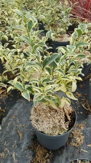 Troène du japon 'Briquinze' (Ligustrum japonicum) — jeune arbuste au feuillage panaché en pot · Pot 3L Touffe