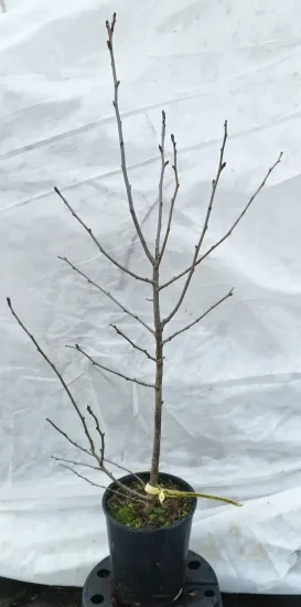 Prunier brompton 'Brompton' (Prunus domestica) — jeune arbre sans feuilles sur fond plastique · Pot 2L