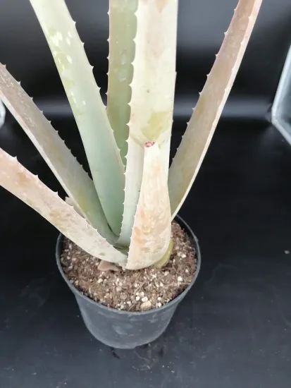 Aloe vera — jeune plant charnu en pot plastique noir · Pot 2.5L