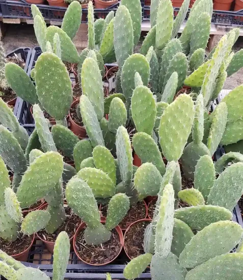 Oponce tomenteuse (Opuntia tomentosa)