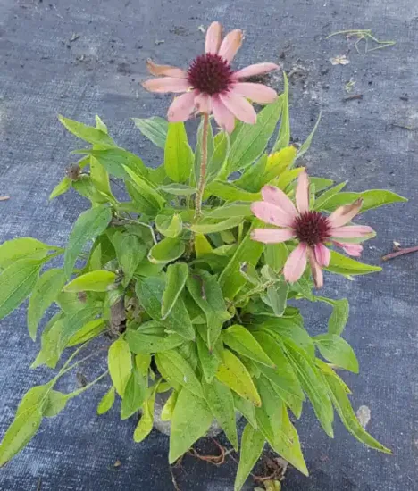 Echinacea 'Sunseekers® 'magenta' — Godet