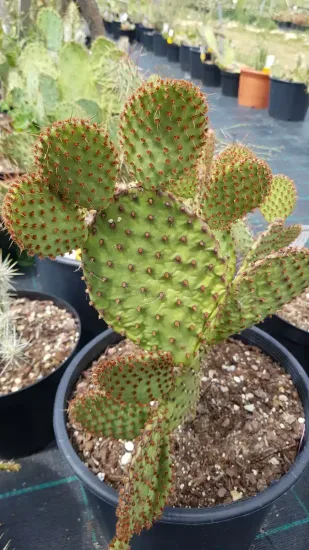 Oponce lubrifiée (Opuntia lubrica)