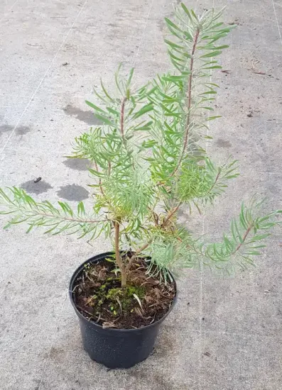 Leucadendron de galpin 'Purple haze' (Leucadendron galpinii) — jeune arbuste vert élancé en pot noir · Pot 2.5L Touffe