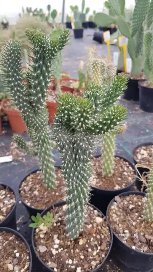 Figuier de barbarie 'Cristata' (Opuntia fulgida) — Pot 2.5L