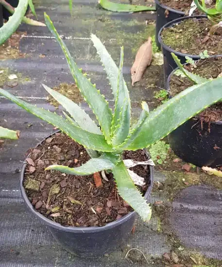 Aloès 'Ssp tsiroanomandidy' (Aloe capitata) — jeune aloès vert dentelé en pot plastique · Pot 2.5L