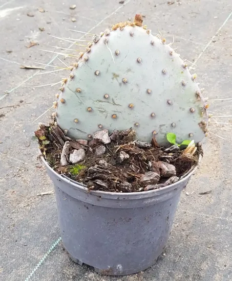 Oponce violette 'Santa rita' (Opuntia violacea)