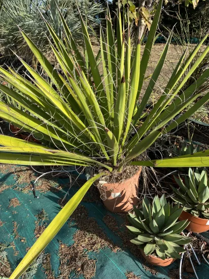 Dague espagnole géante — Pot 20L