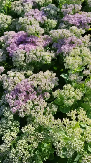 Sedum 'Brillant' (Sedum spectabilis)