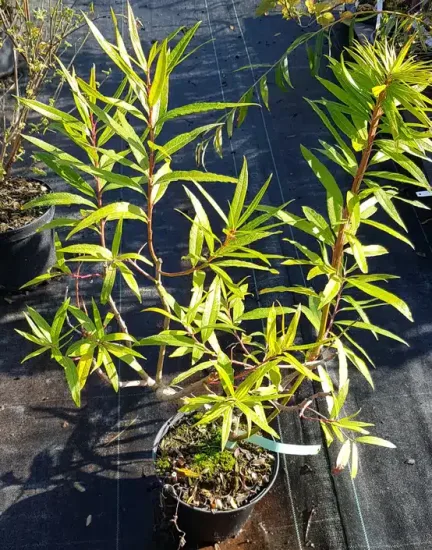 Saule à bois plat de sakhaline 'Sekka' (Salix udensis) — jeune arbuste aux longues feuilles étroites en pot · Pot 2.5L Touffe