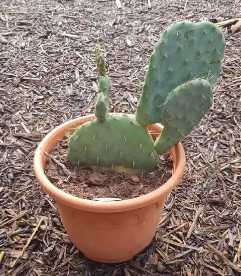 Cactée 'Rastrera' (Opuntia engelmannii) — jeune cactus épineux dans un pot plastique · Pot 6L