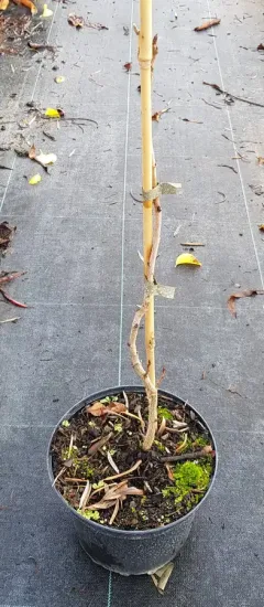 Pistachier vrai (Pistacia vera) — jeune plant noueux tuteuré dans un pot noir · Pot 3L