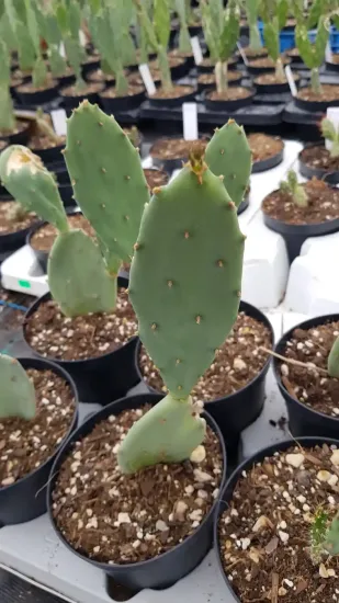 Oponce stricte (Opuntia stricta) — photo 2