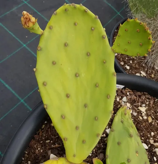 Oponce stricte (Opuntia stricta) — photo 3
