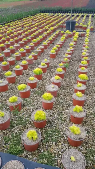 Orpin des rochers 'Yellow bouquet' (Sedum reflexum)
