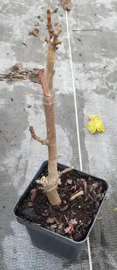 Figuier 'Grise de saint jean' (Ficus carica) — Pot 1.5L