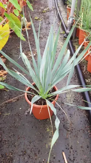 Yucca 'French flag' (Yucca filamentosa) — rosette de longues feuilles vertes en pot plastique · Pot 2.5L