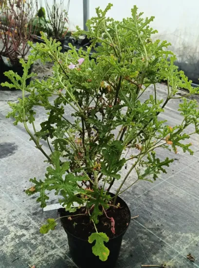 Géranium à feuille de chêne (Pelargonium quercifolium) — Pot 3L