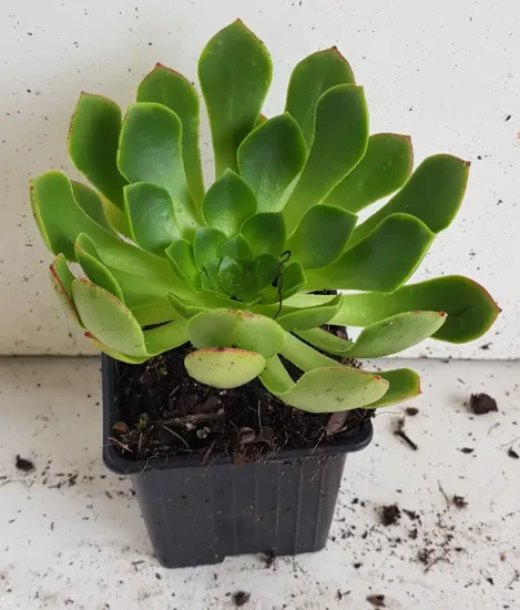 Succulente 'Surreal diamond' (Semponium) — succulente verte en rosette dans pot carré noir · Godet