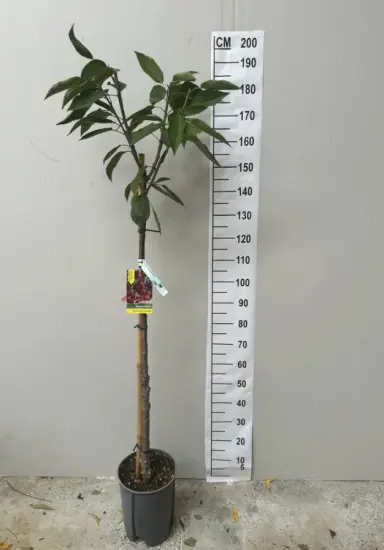 Cerisier burlat — jeune arbre en pot devant toise graduée · Pot 15L Tige