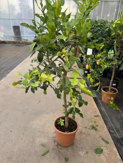 Citronnier combava 'Hystrix' — Pot 9L Tige