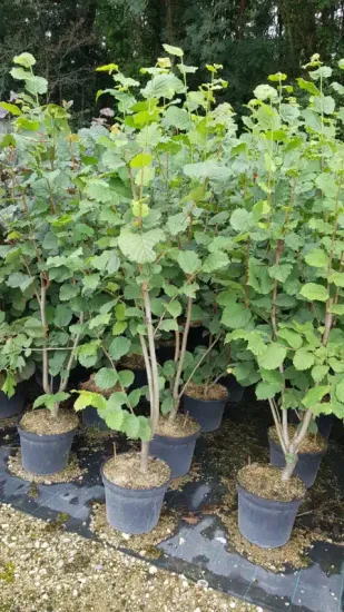 Noisetier 'Merveille bollwiller' (Corylus avellana) — plusieurs arbustes feuillus cultivés en pots noirs · Pot 8L Touffe