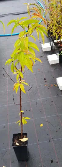 Pêcher franc 'Missour' (Prunus persica) — jeune arbre élancé au feuillage clairsemé · Pot 2L