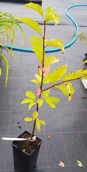 Merisier des oiseaux (Prunus avium) — jeune plant à feuilles jaunes tachetées sur géotextile · Pot 2L