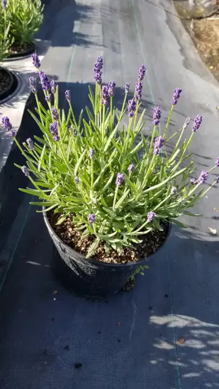 Lavande 'Anna' (Lavandula angustifolia) — touffe dense aux épis floraux violets en pot · Pot 2.5L Touffe