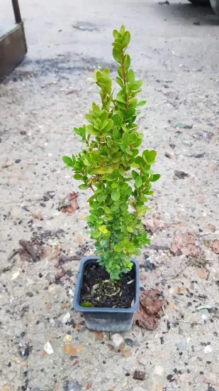 Buis à bordures 'Château' (Buxus sempervirens) — Godet