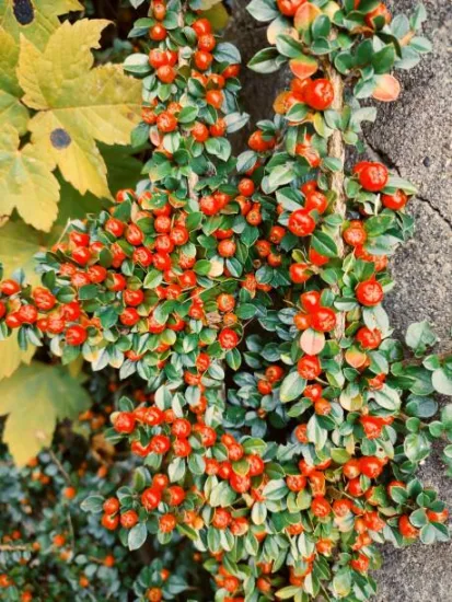 Cotoneaster de Dammer 'Royal Carpet'