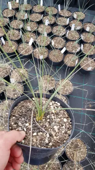 Dasylire 'Dr arroyo' (Dasylirion quadrangulatum) — jeune plant dressé dans un pot de pépinière · Pot 2.5L