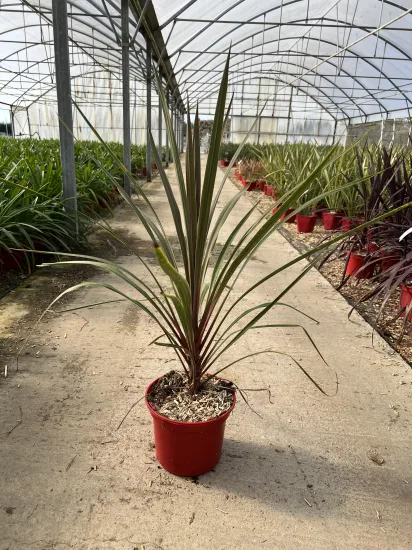 Cordyline 'Sundance' (Cordyline australis) — plante graphique en pot dans serre de pépinière · Pot 4L