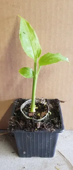 Gingembre du japon (Zinziber mioga) — jeune plant vert en pot de pépinière · Godet