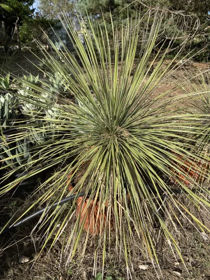 Yucca arbre à savon — Pot 30L