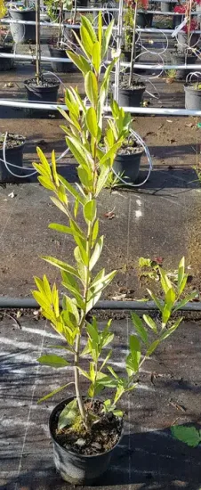 Thé du paraguay (Ilex paraguariensis) — jeune arbuste vert en pot sur sol de pépinière · Pot 2.5L