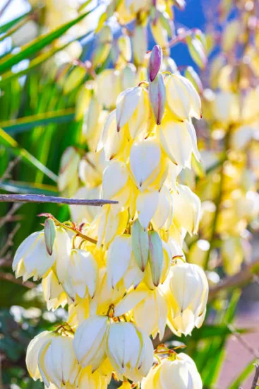 Yucca filamentosa