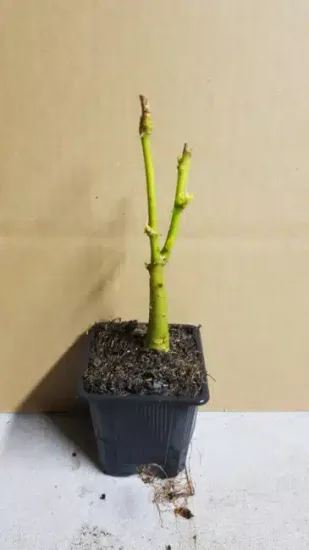 Corail (Erythrina cristagalli) — jeune plant ligneux en pot plastique noir · Godet