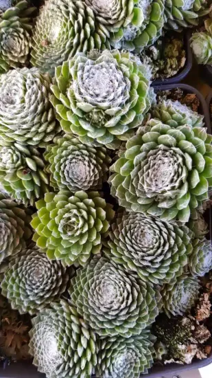 Joubarbe à rosette vert et blanc au centre 'Cotton candy' (Sempervivum) — gros plan de rosettes vertes aux centres blancs · Pot 2.5L