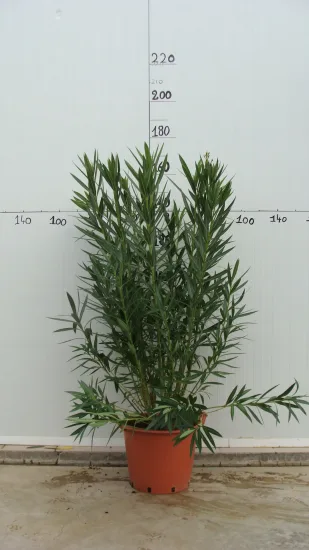 Laurier rose 'Tito Poggi' — Pot 30L