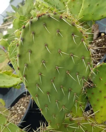 Figuier de barbarie (Opuntia) — photo 2