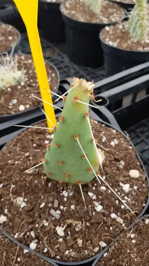 Figuier de barbarie 'Salmonea richter' (Opuntia phaecantha) — Pot 2.5L