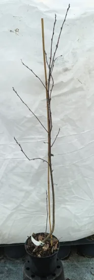 Amélanchier nain (Amelanchier spicata) — jeune tige ligneuse nue tuteurée sur fond clair · Pot 3L Baliveau