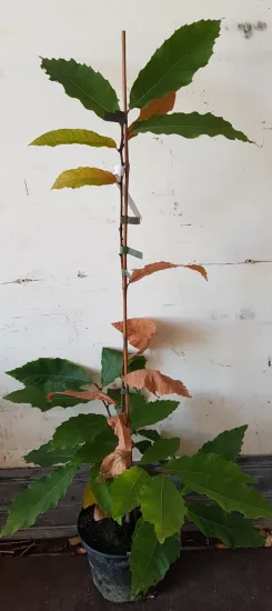 Châtaigner d’henry (Castanea henryi) — jeune plant dressé aux feuilles vertes et sèches · Pot 3L Baliveau