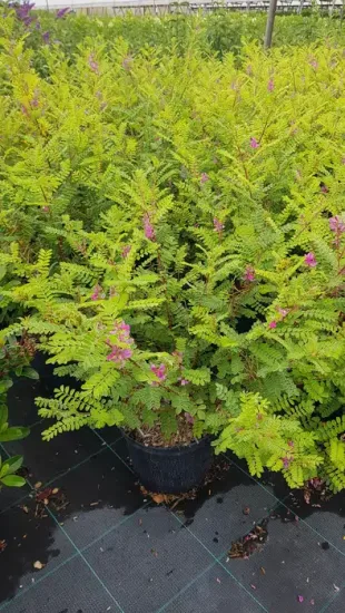 Indigotier rose 'Gerardiana' (Indigofera heterantha) — arbuste ramifié en pot avec fleurs roses · Pot 3L Touffe