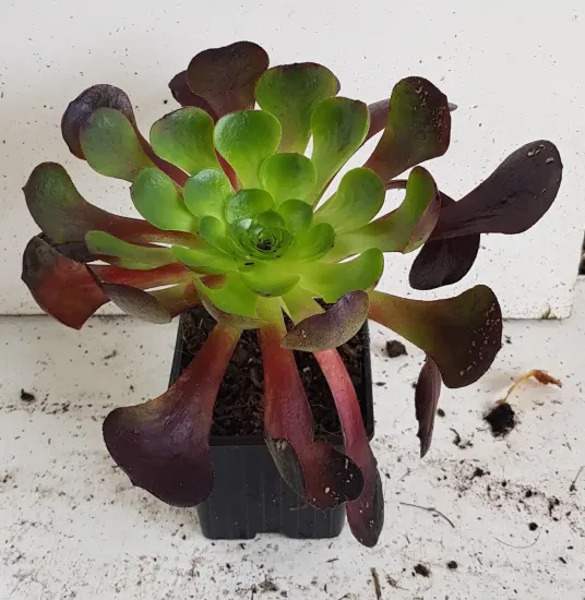 Succulente 'Surreal destiny' (Semponium) — rosette charnue bicolore en pot de culture · Godet